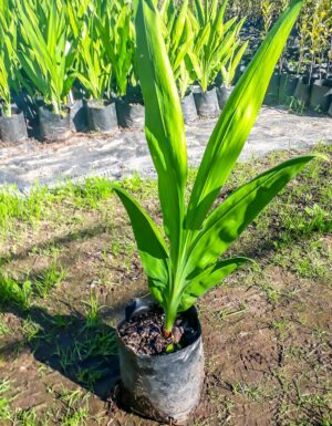 Chasmanthe Aethiopica 4lt (Fire Lily)