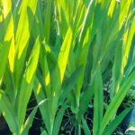 Chasmanthe Floribunda 4lt (Cobra Lily)