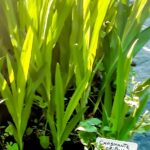 Chasmanthe Floribunda 4lt (Cobra Lily)