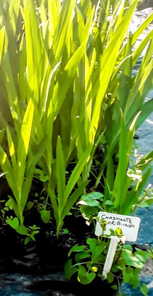 Chasmanthe Floribunda 4lt (Cobra Lily)