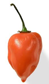 Chilli Habanero 19cm Pot