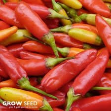 Chilli Tabasco 19cm Pot