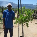 Citrus-x-latifolia-Tahiti-Lime-40L-B14C_1142274899_a40l.jpg Tahiti Lime Tree 40lt