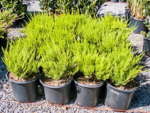 Coleonema-Album-17cm.jpg Coleonema Alba 17cm Pot (White Confetti Bush)