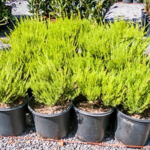 Coleonema Alba 17cm Pot (White Confetti Bush)