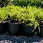 Coleonema 'Sunset Pink' 17cm Pot