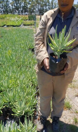Cotyledon Orbiculata Flanaganii 4lt