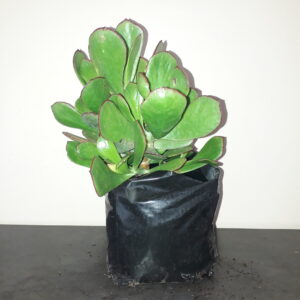 Cotyledon Green 4lt