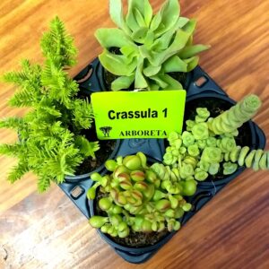 Succulent Combo 4 pack