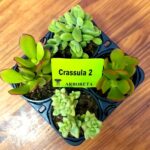 Succulent Combo 4 pack