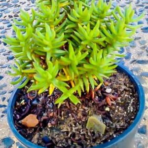 Crassula Tetragona 17cm