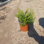 Cuphea Mexicana Pink 17cm Pot