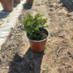 Cuphea Mexicana White 17cm Pot