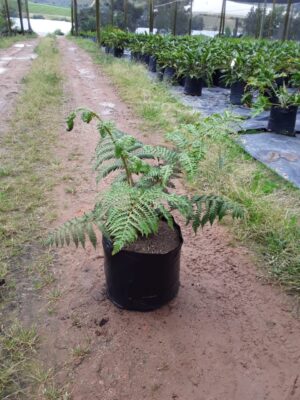 Cyathea australis 10lt