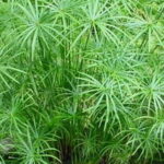 Cyperus Textiles 17cm