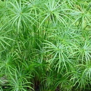 Cyperus Textiles 17cm