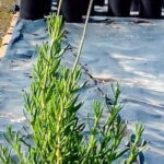 French Lavender Purple 4lt