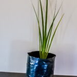 Dietes Bicolor 4lt