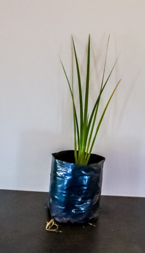 Dietes Bicolor 4lt
