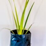 Dietes Grandiflora 2lt
