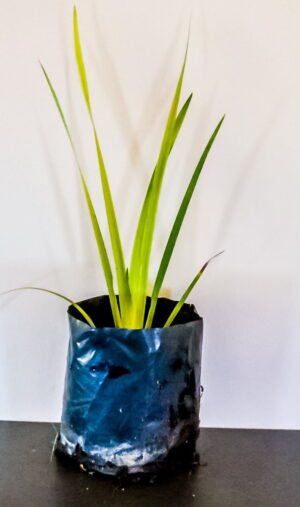 Dietes Grandiflora 2lt