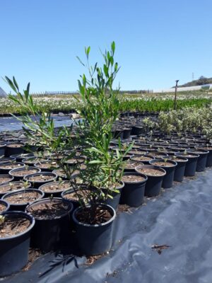 Dodonaea Angustifolia 17cm