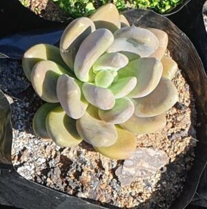 Echeveria Elegans 4lt