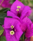 Arnelia Bougainvillea Elizabeth Angus 22cm Pot