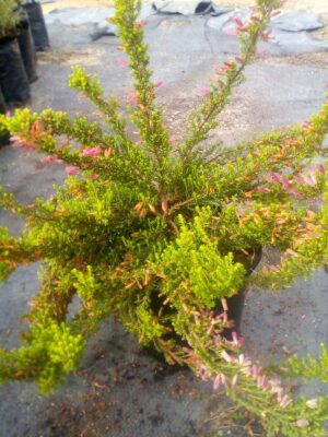 Erica Sitiens 15cm