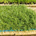 Erigeron-2.jpg Erigeron 6 Pack