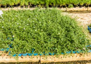 Erigeron-2.jpg Erigeron 6 Pack