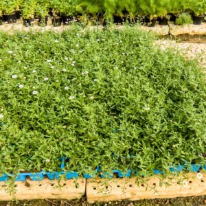 Erigeron 6 Pack