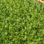 Erigeron-scaled-1.jpg Erigeron 6 Pack