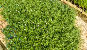 Erigeron-scaled-1.jpg Erigeron 6 Pack