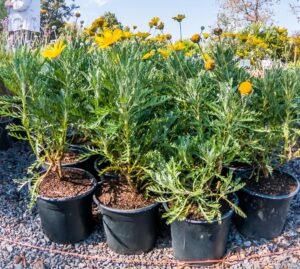 Euryops Pectinatus 15cm (Golden Daisy Bush)