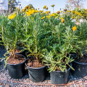Euryops Pectinatus 15cm (Golden Daisy Bush)