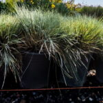 Festuca Ovina Glauca 4lt