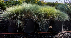 Festuca Ovina Glauca 4lt