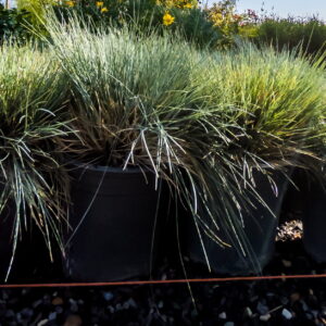 Festuca Ovina Glauca 4lt