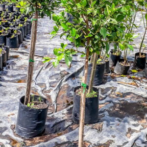 Ficus-Nitida-Proper-1-of-1-scaled-1.jpg Ficus Nitida 10lt