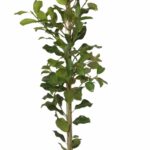 Ficus Natalensis (Natal Fig) 20lt