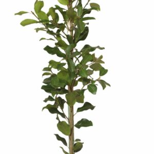 Ficus-natalensis.jpg Ficus Natalensis (Natal Fig) 20lt