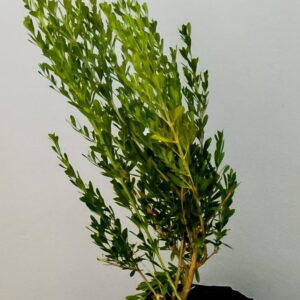 Freylinia-tropica-White-10lt-1-of-1.jpg Freylinia Tropica (White) 10lt
