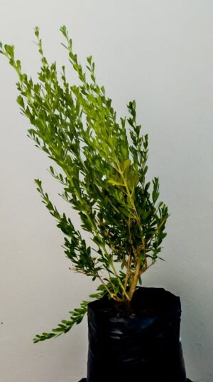 Freylinia Tropica (White) 10lt