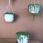 String of Pearls (Senecio Rowleyanu) 20cm hanging basket