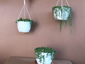 String of Pearls (Senecio Rowleyanu) 20cm hanging basket