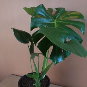 Delicious Monster 19cm Pot