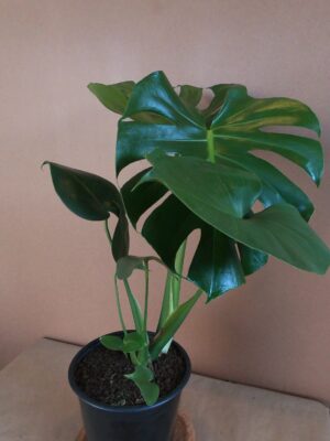 Delicious Monster 19cm Pot