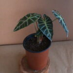 Alocasia Amazonica 14cm