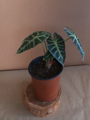 Alocasia Amazonica 14cm
